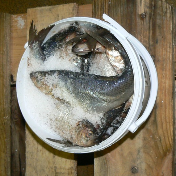 Le hareng saur fumé Corrue Salaisons et Fumaisons